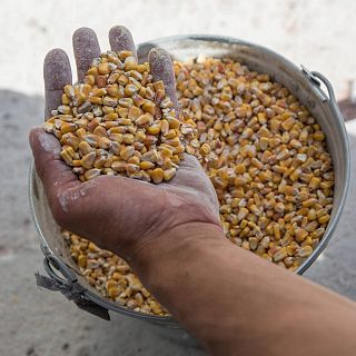 Agricultores ucranianos buscan alternativas para exportar