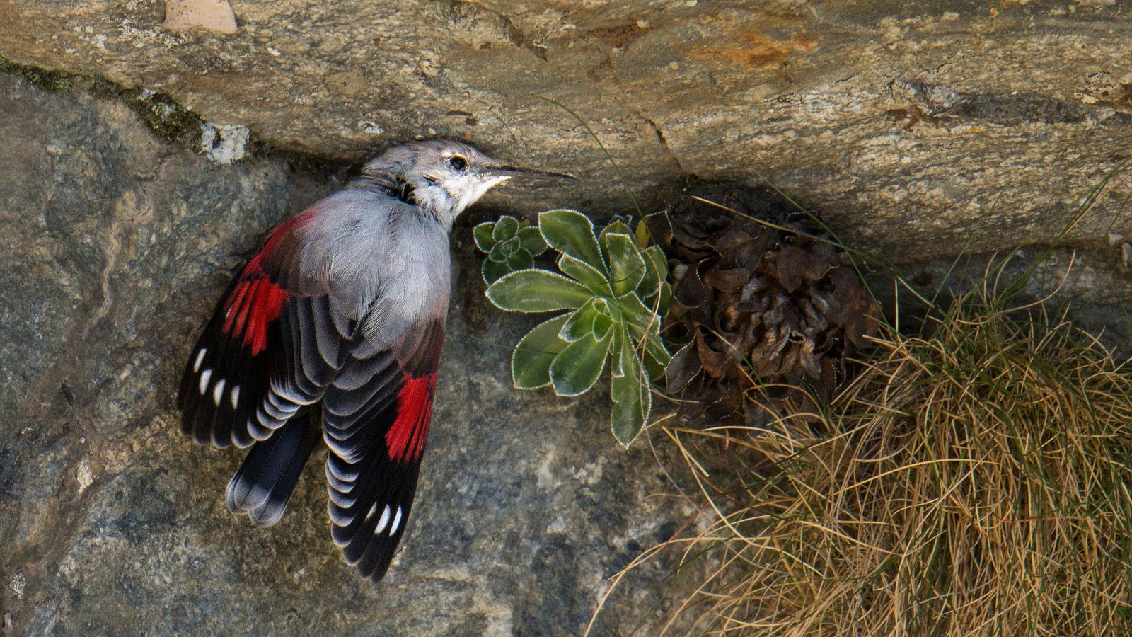 Las aves de montaña, "medidores" del avance del cambio climático
