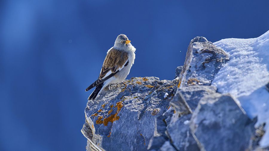 Las aves de montaña, 