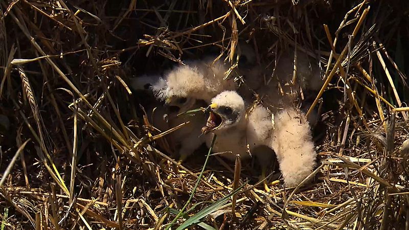 El escarabajo verde - Aguilucho, crónica de una extinción anunciada - ver ahora